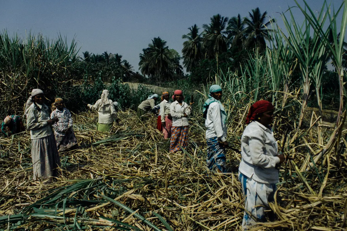 ancient sugar cane cultivation